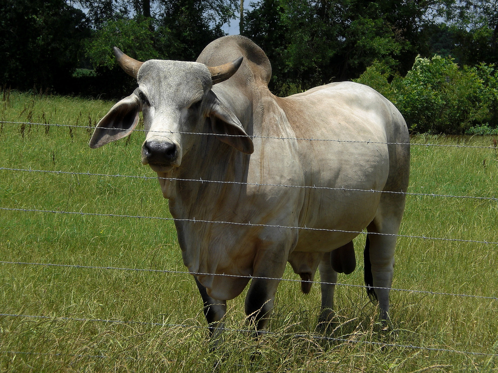 Zebu Animal Wildlife