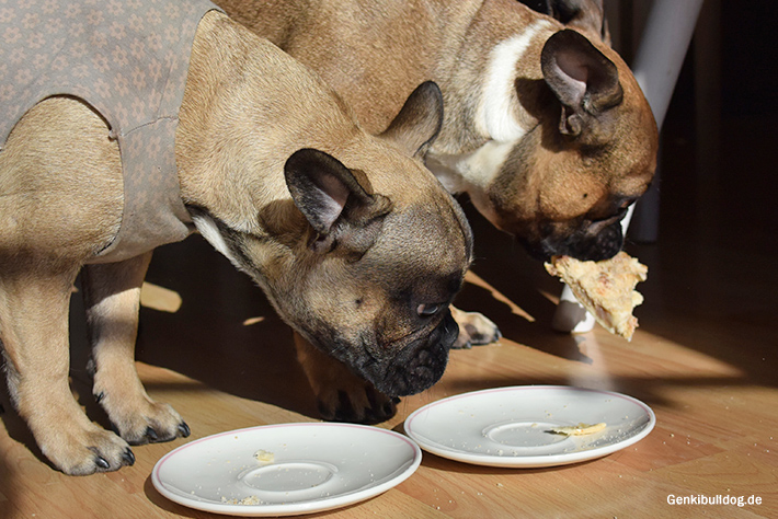 Quiche Rezept für Hunde Quiche Rezept für Hunde