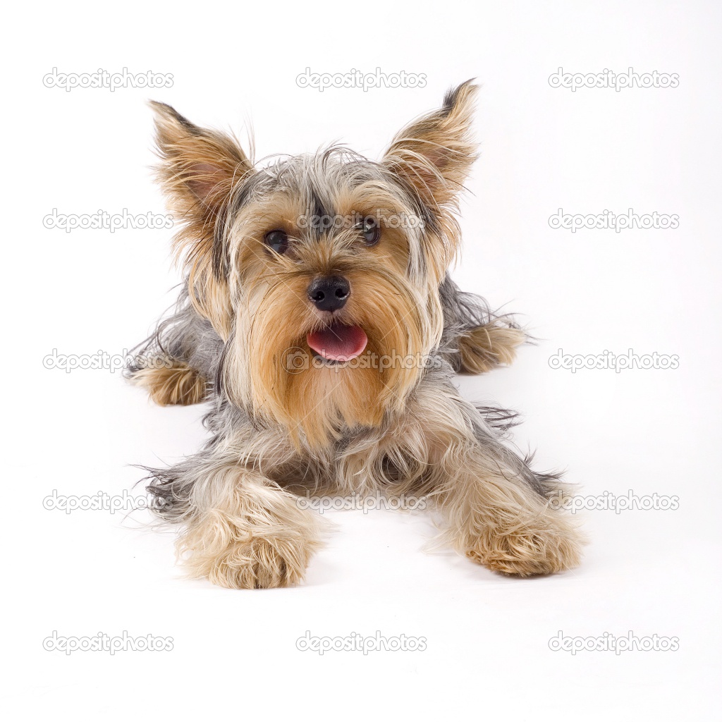 Cute Dogs: Yorkshire Terrier Dogs Cute Dogs: Yorkshire Terrier Dogs