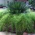 The plant of the day (9) - Asparagus