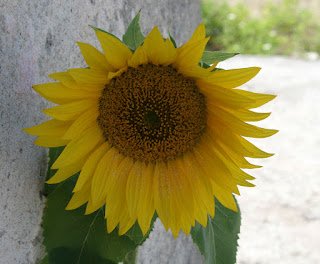 Sunflower blooming nicely Sunflower blooming nicely