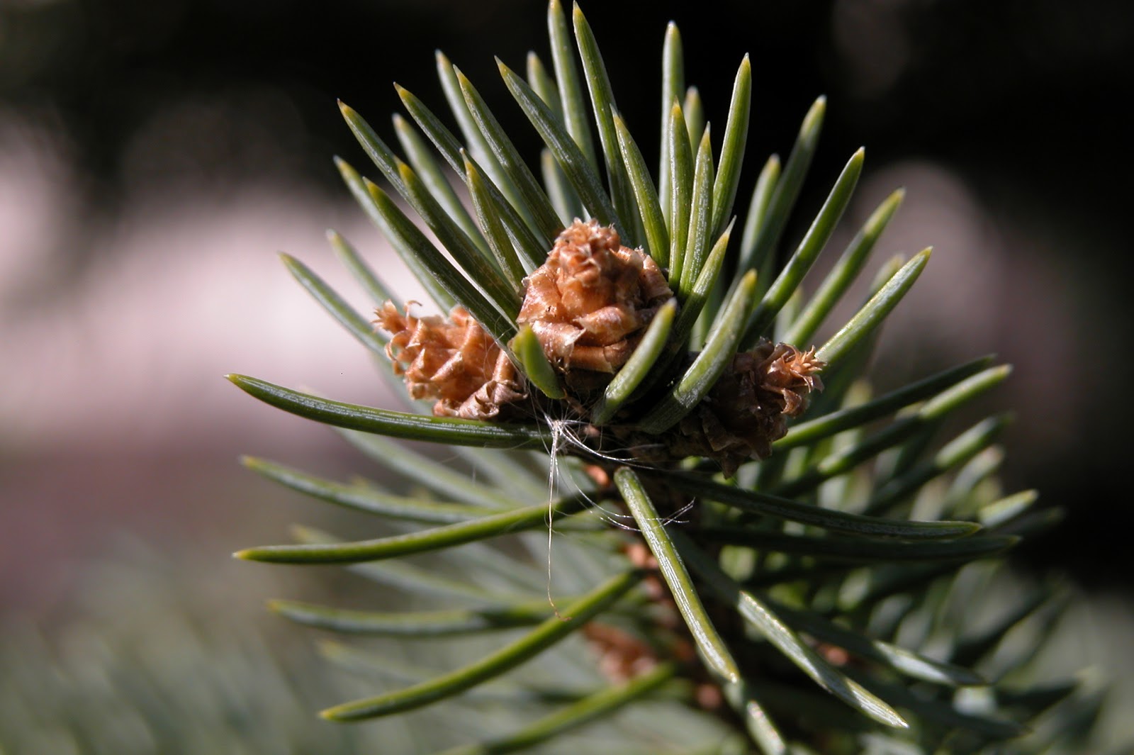 Garden Doctor: Blue Spruce Diseases and Remedies.