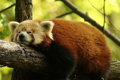 Learn for Can: Hibernasi