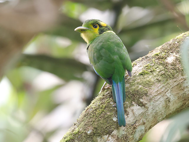 Birding in Malaysia