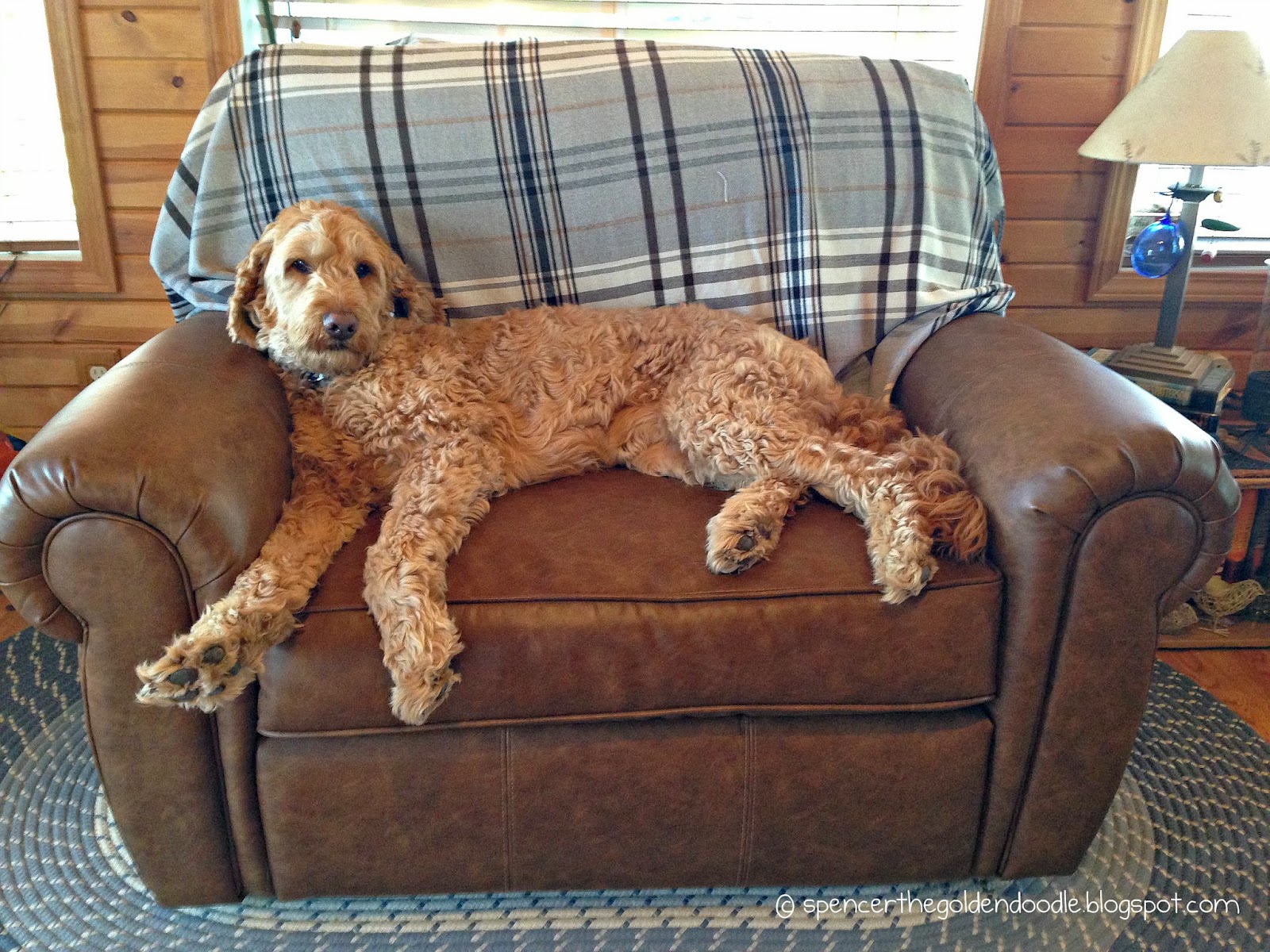 Spencer the Goldendoodle Review & Discount Calming Collar