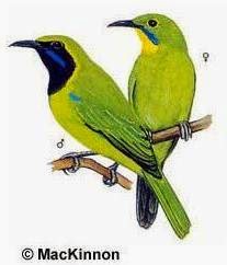 Singing Bird Collection Chloropsis Sonnerati