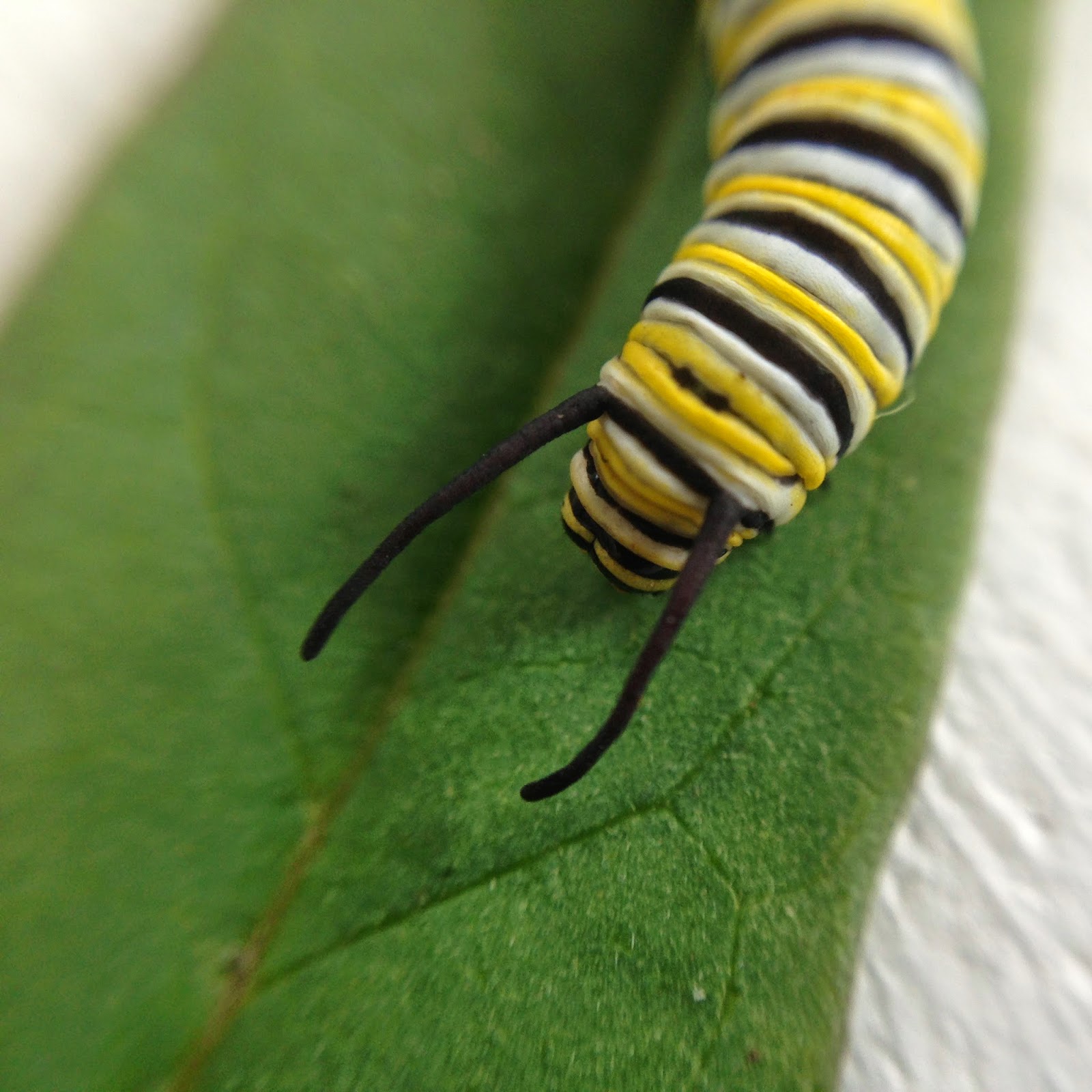 no big dill Butterflies Being Born!