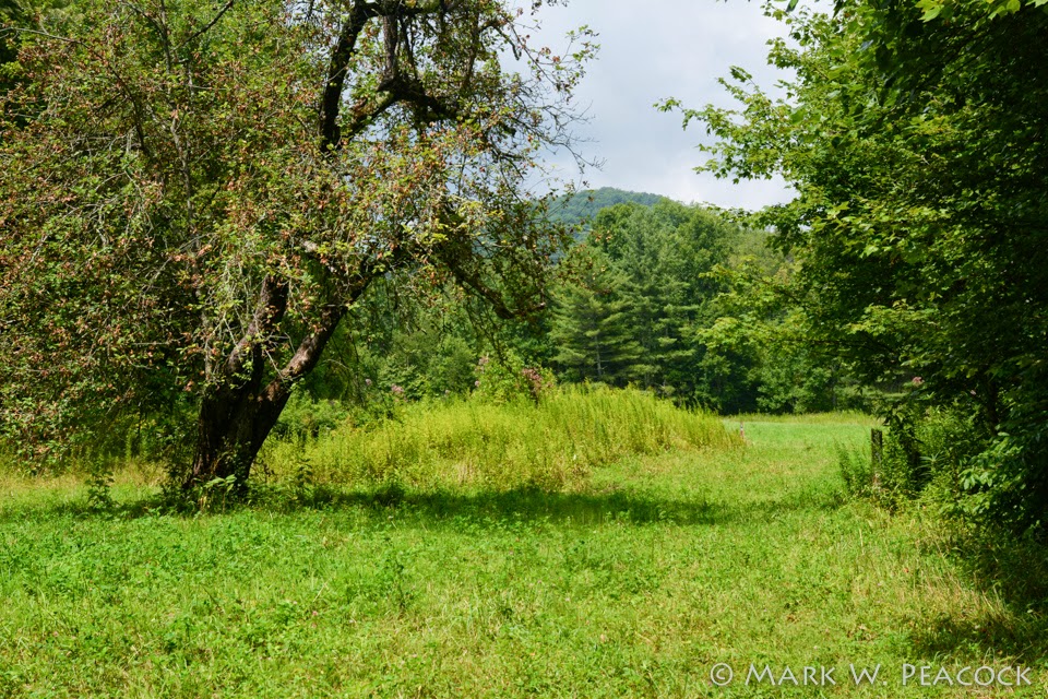 Appalachian Treks Frog Level