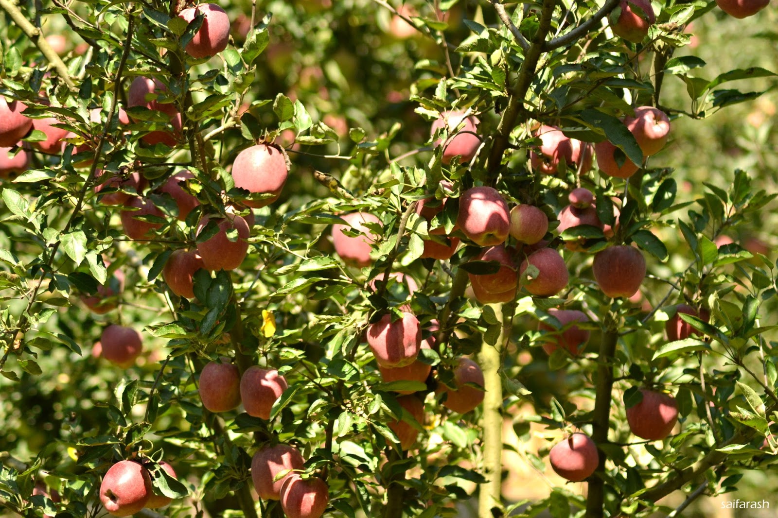 Saif Arash Photography Apple trees Kashmir