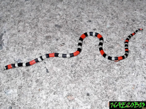 os seres vivos a cobra coral