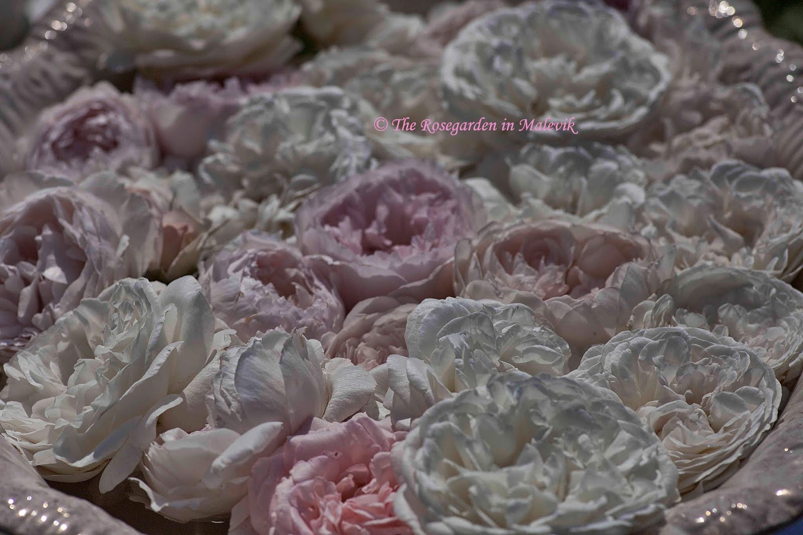 Rose garden malevik: juli 2014