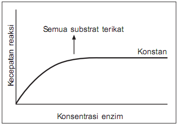 Faktor Faktor Yang Mempengaruhi Kerja Enzim Belajar Biologi