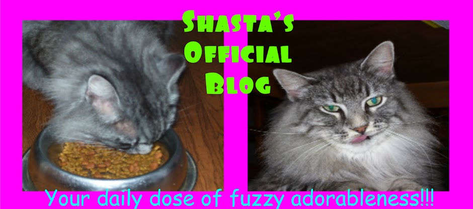 Shasta's Official Blog!