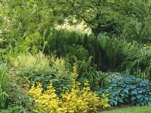 plantas jardim flores:Flores e Jardins, plantas, jardinagem e paisagismo: projeto do jardim plantas jardim flores:Flores e Jardins, plantas, jardinagem e paisagismo: projeto do jardim