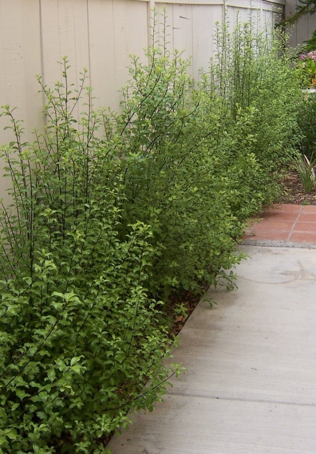 Green Pot Nursery Blog Silver Sheen Pittosporum