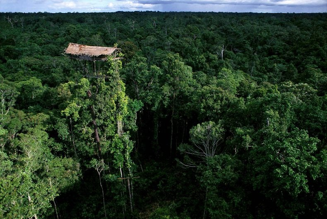 Case sugli alberi della tribù dei Korowai in Indonesia