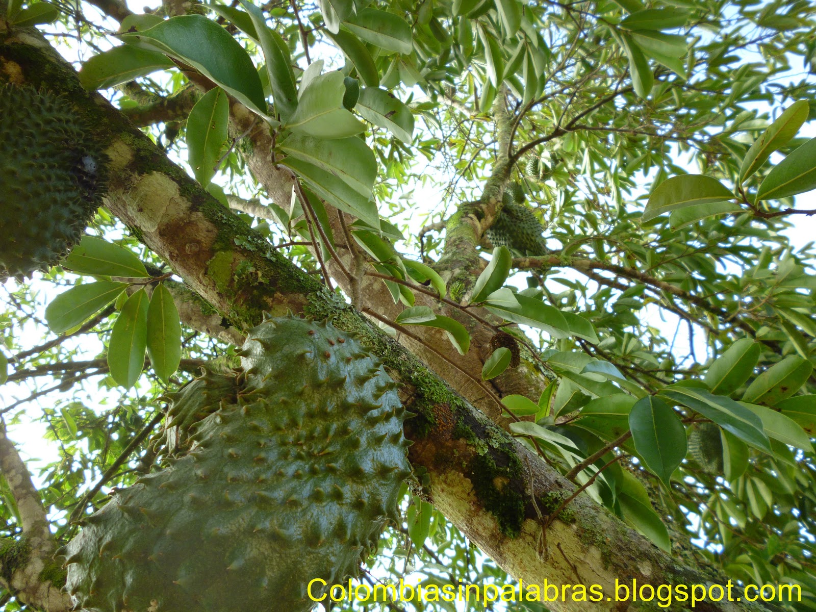 Guanabana Colombiana