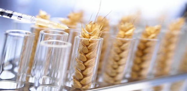 Why 80% of People Worldwide Will Soon Stop Eating Wheat