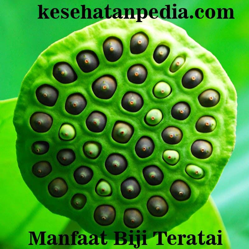 manfaat biji teratai untuk kesehatan kesehatanpedia manfaat biji teratai untuk kesehatan kesehatanpedia