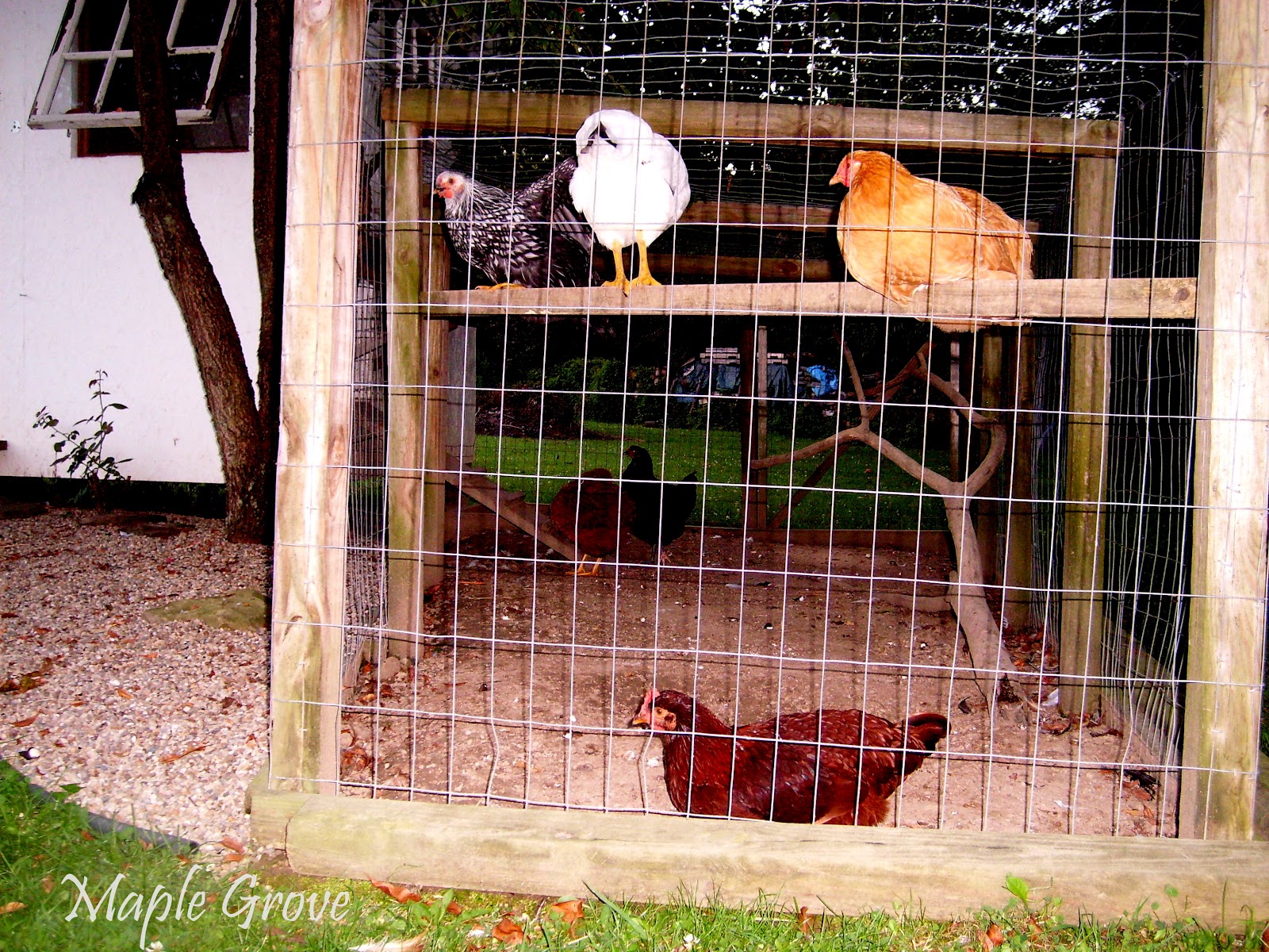 Maple Grove FreeRange Chickens