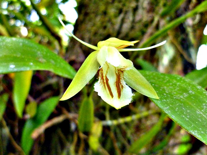 Coelogyne Fimbriata Coelogyne Fimbriata