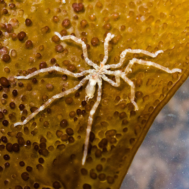 Absurd Creatures: Sea Spiders Won't Bite, But They Do Have Genitals in  Their Legs