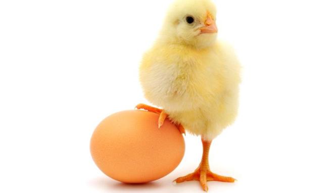 Foto Anak Ayam Yang Lucu Foto Anak Ayam Yang Lucu
