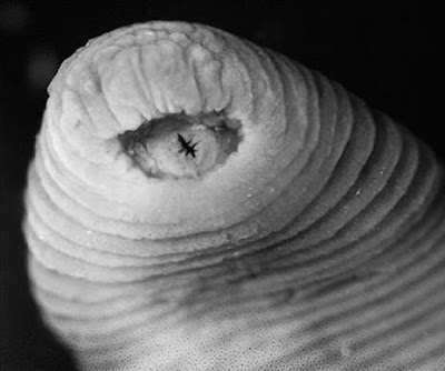 Amazing Species First Discovered in 2011 Seen On www.coolpicturegallery.us Amazing Species First Discovered in 2011 Seen On www.coolpicturegallery.us