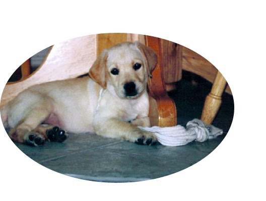 Best Lifetime Dog Insurance Best Lifetime Dog Insurance