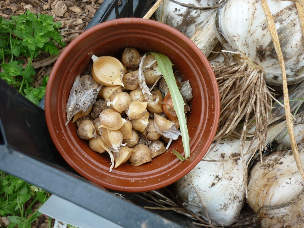 An English Homestead Elephant Garlic Harvest