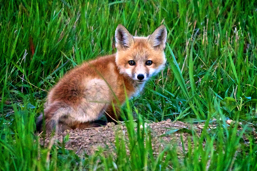 christian begeman a cute little fox