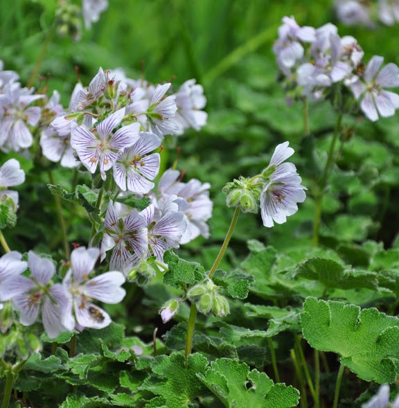 Three Dogs in a Garden The Rock Garden, Part 2 Planting Notes