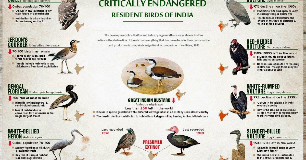 endangered birds of india essay endangered birds of india essay