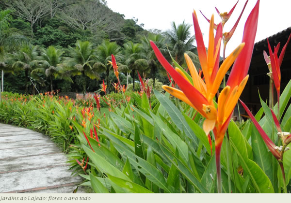 plantas de jardim lista:Meekness Vida: MAIS! plantas de jardim lista:Meekness Vida: MAIS!