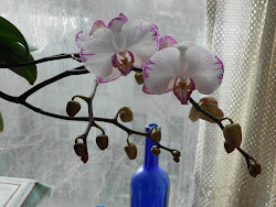 orchids.home.sunday morning