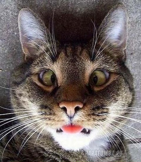 Картинки по запросу кот в обмороке