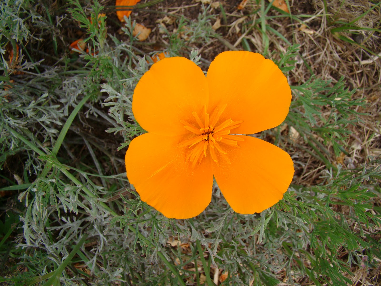 Leaves of Plants California Poppy