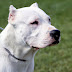 El Dogo Argentino
