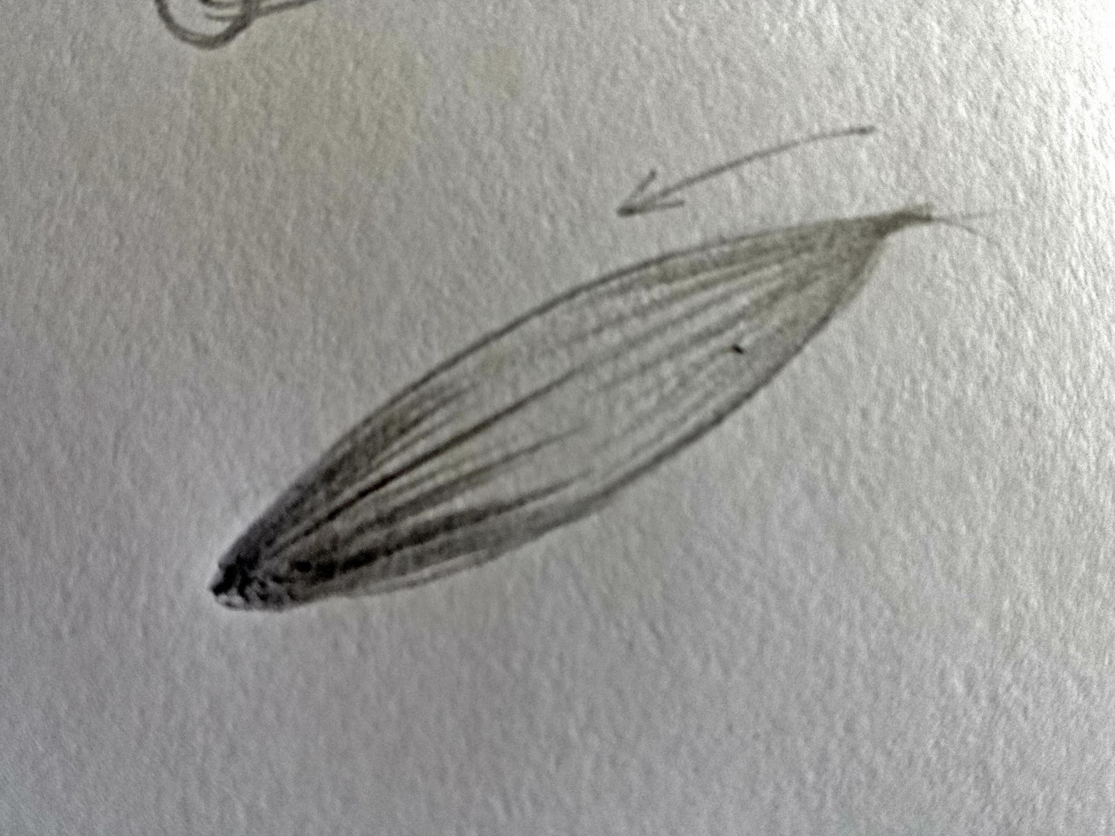 Tu también quieres dibujar? te paso unos tips Tu también quieres dibujar? te paso unos tips