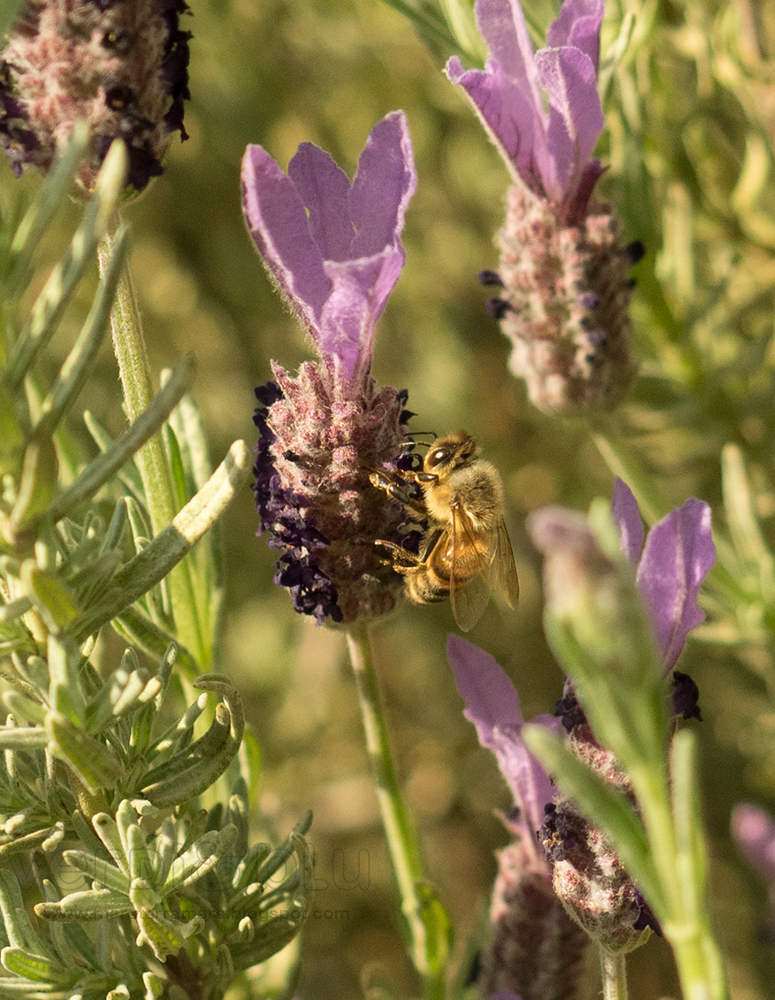 Lavanda stoechas Lavanda stoechas