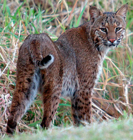 How To Get A Lynx Cat In California How To Get A Lynx Cat In California