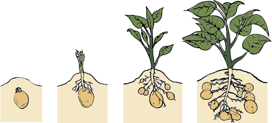 crecimiento de las patatas aprender permacultura