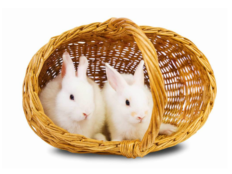 Cara Merawat Bayi Kelinci Dengan Benar