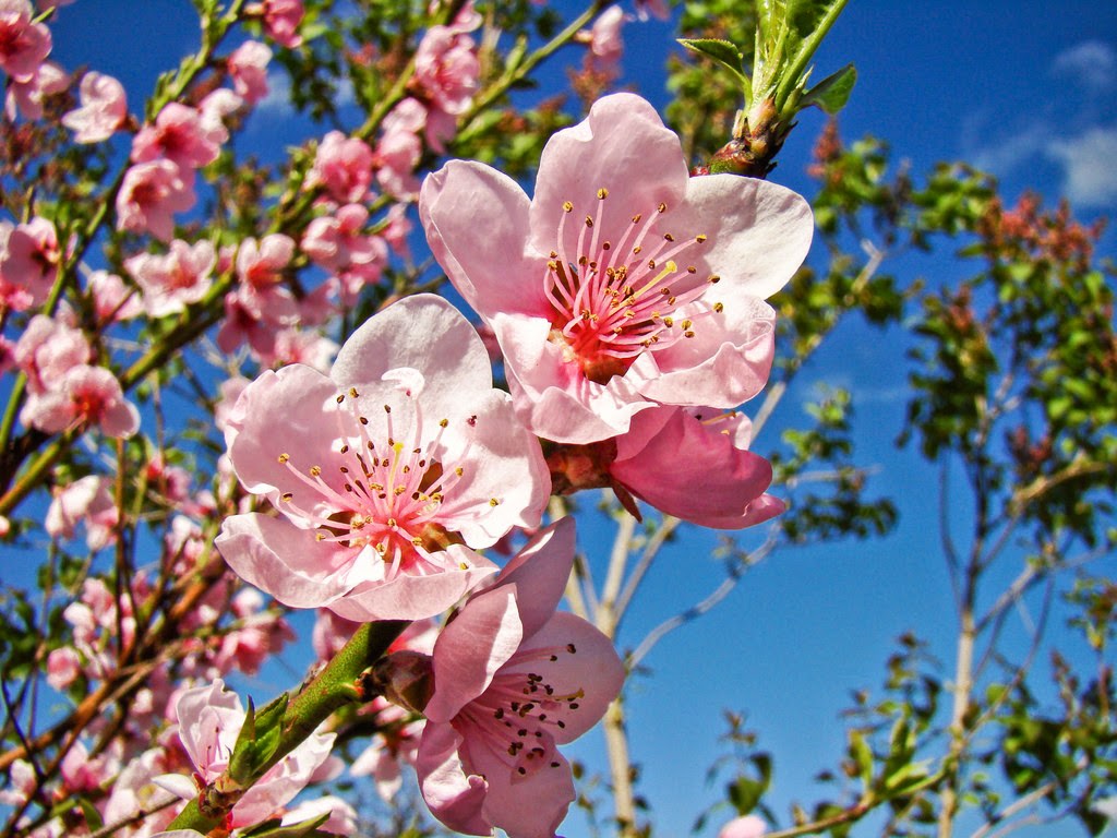 Vẻ đẹp của hoa đào, thú vui chơi tết 2015