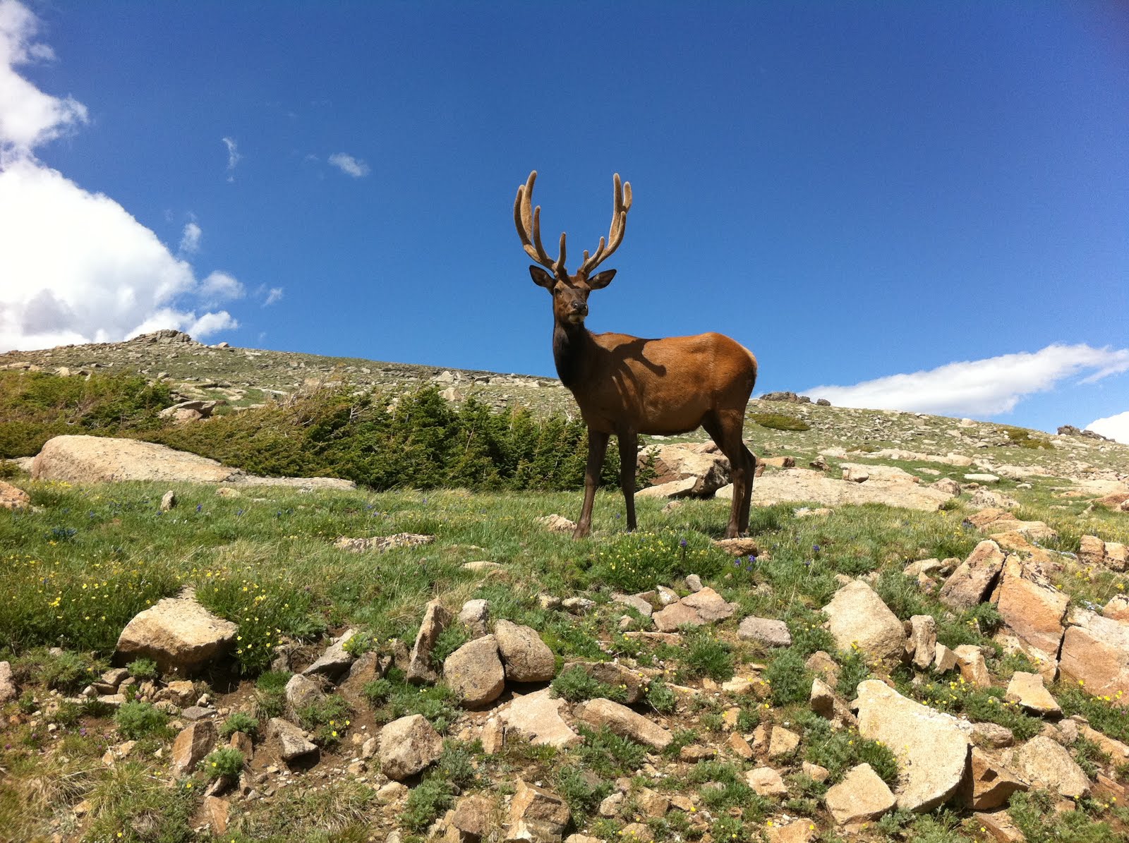 Elk Scenery