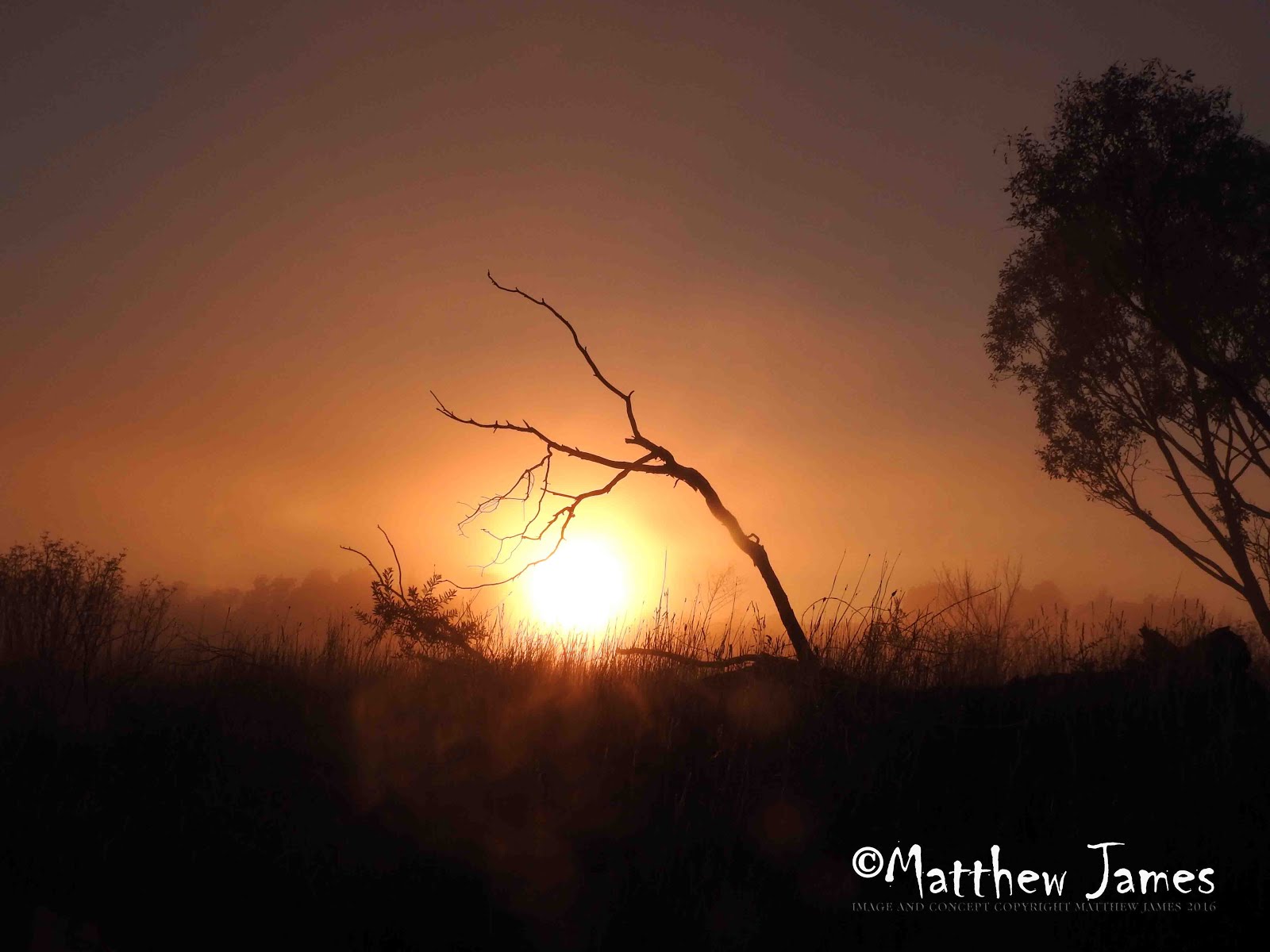 Sunset At The Wetlands