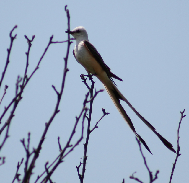 Springfield Plateau Scissortailed Flycatchers