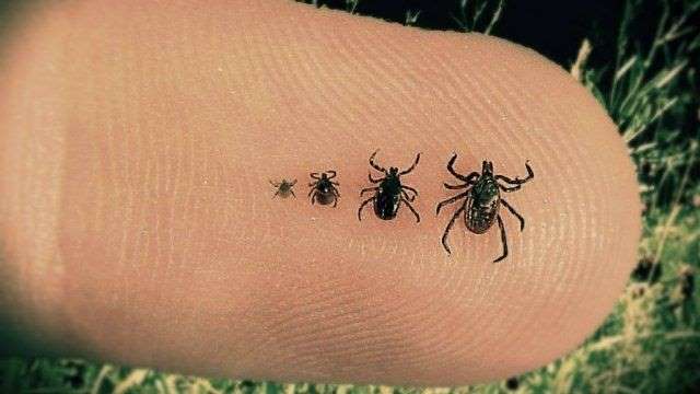 20 doenças que praticamente desapareceram elfandarilha