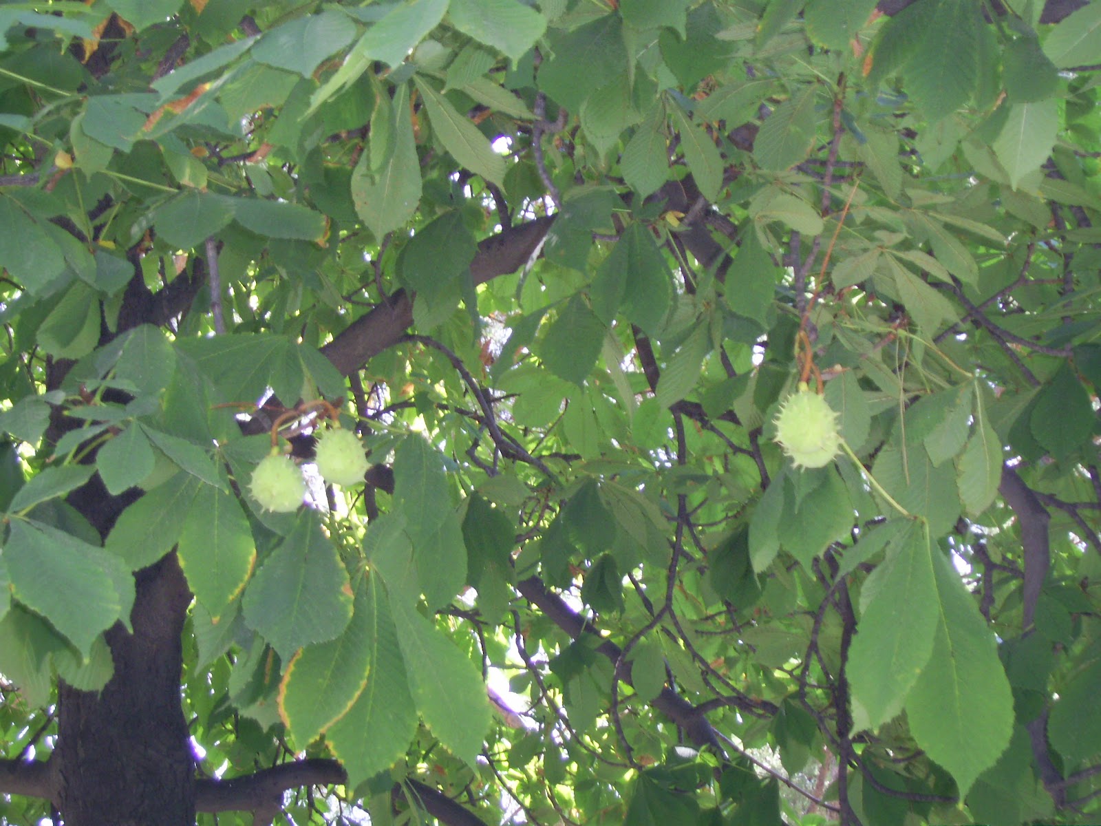 “El país… de los bosques”: De árboles:Castaños de Indias(Parque del