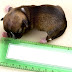 "Beyonce" World Smallest Puppy